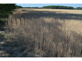 Property photo 37 - 108 +/- Acres Offered in 2 Tracts - Land Auction